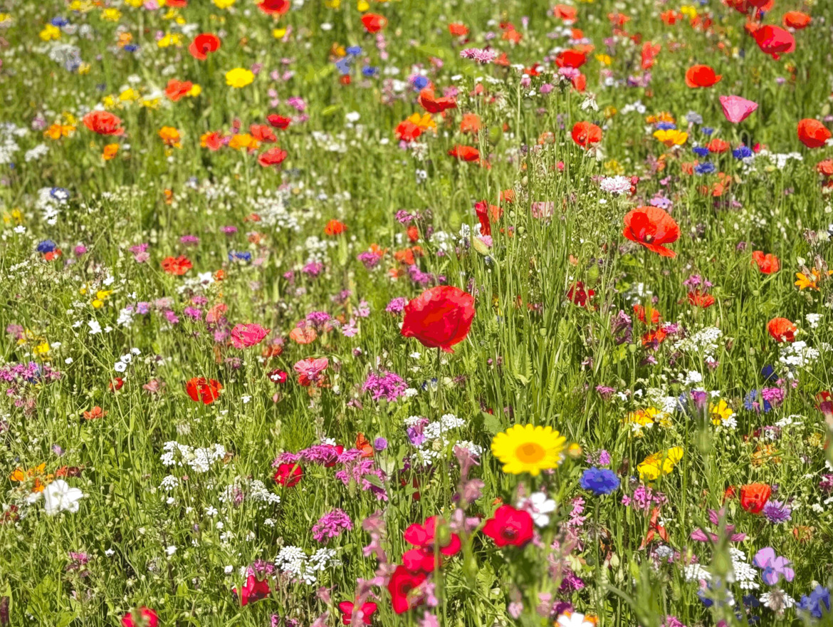 Fiori da sogno alla Innerhofer