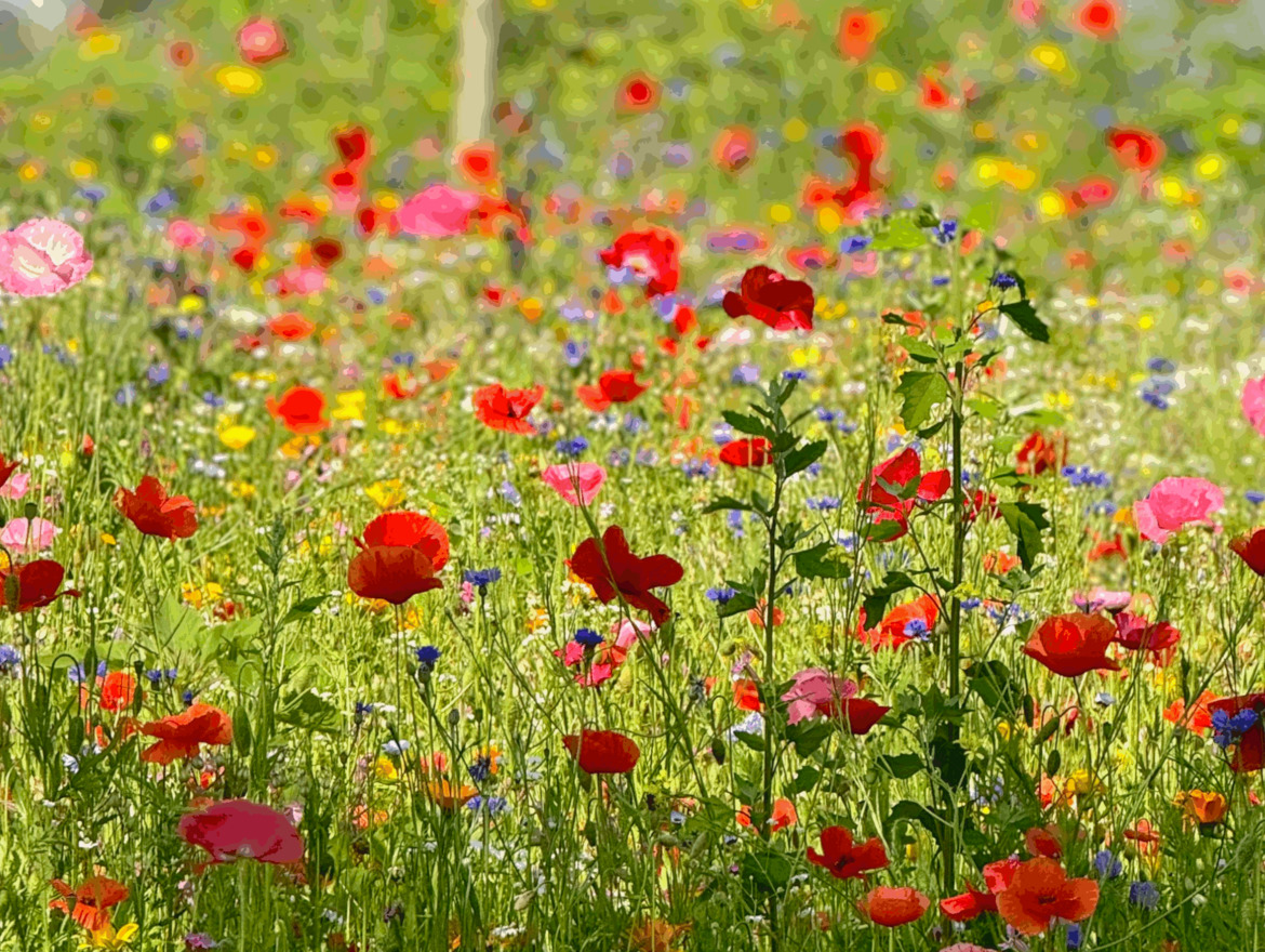 Fiori da sogno alla Innerhofer