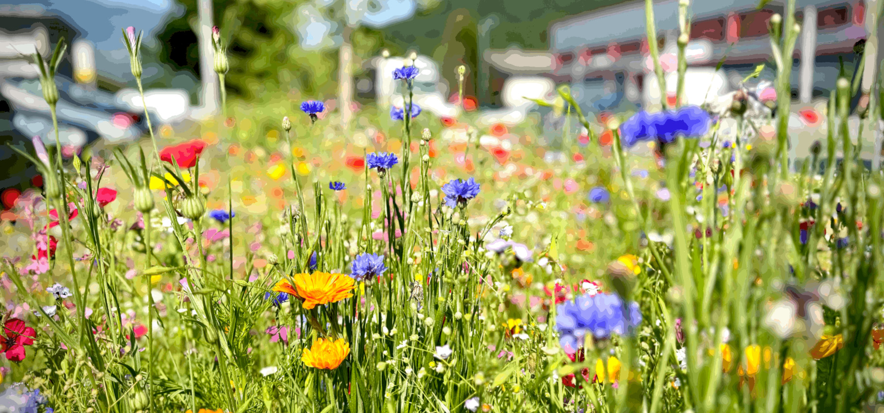 Fiori da sogno alla Innerhofer